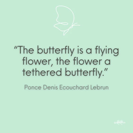 Butterfly phrases