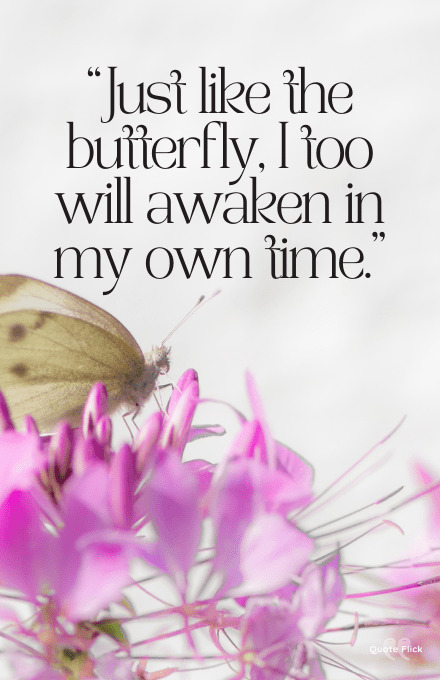 Butterfly quotes short