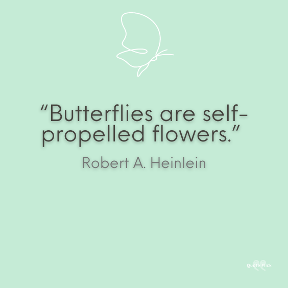 Quotations butterflies