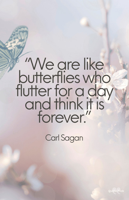 Quotations on butterflies