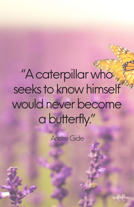 Quotes about butterflies