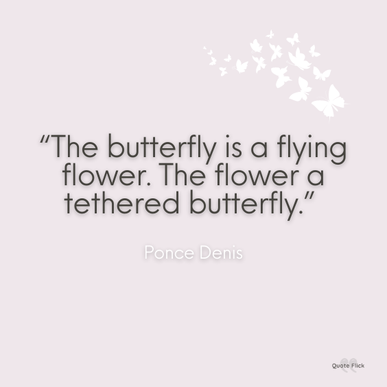 Quotes with butterfly