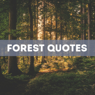 Forest Quotes Featured Image