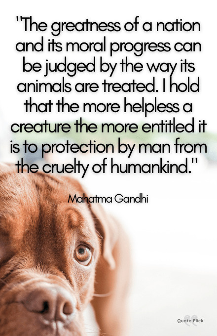 Animal cruelty quote