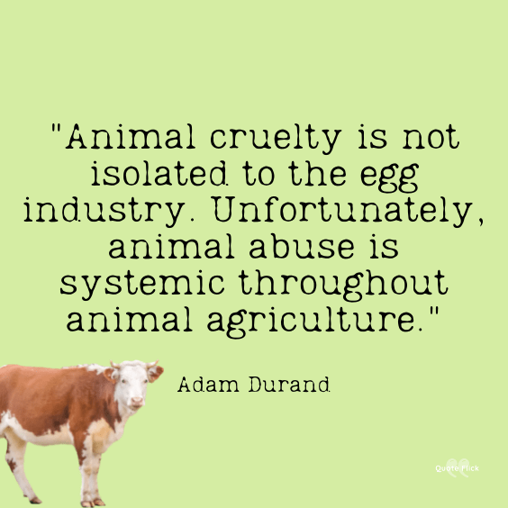 Animal cruelty quotes