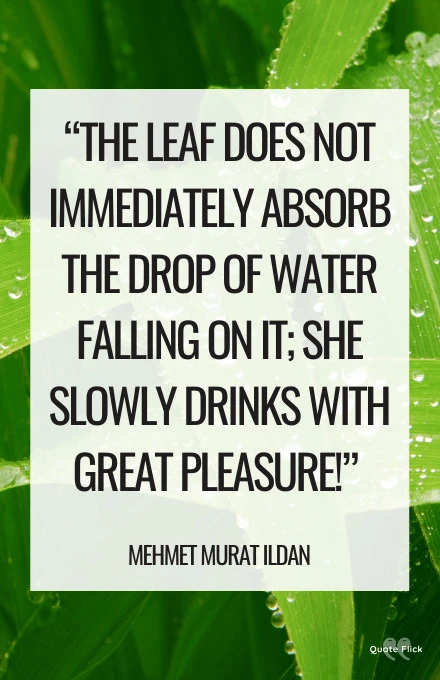 Falling leaf quotes