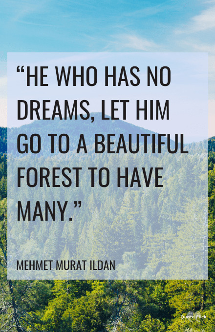 Forest quotes