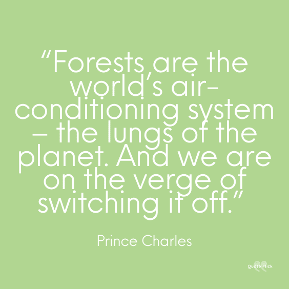 Quotation about forests