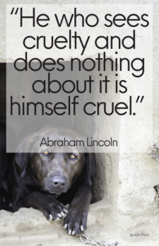60-powerful-animal-abuse-quotes-to-help-stop-cruelty