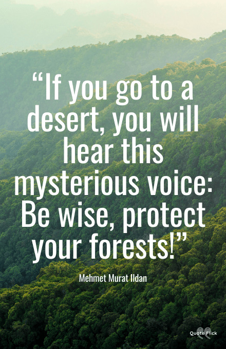 Quote about forests