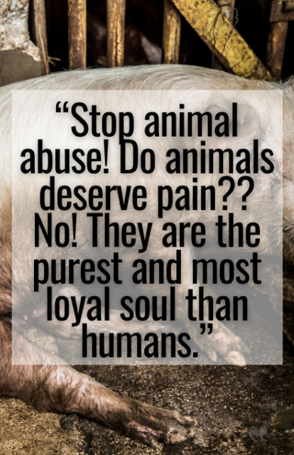 60-powerful-animal-abuse-quotes-to-help-stop-cruelty