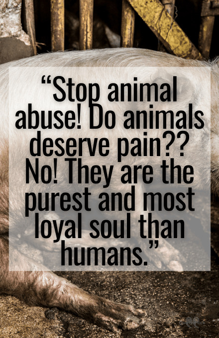 Quotes about animal abuse