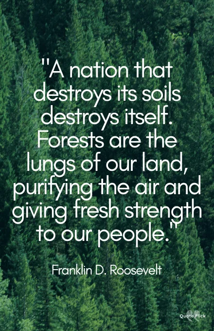 Quotes about forests