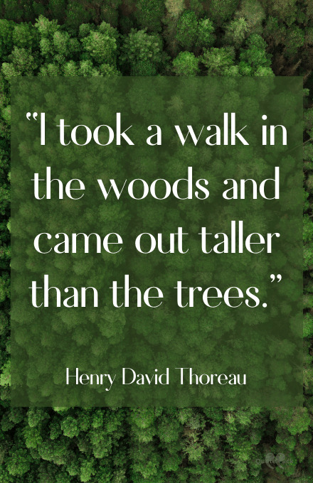 Quotes about walking in the woods