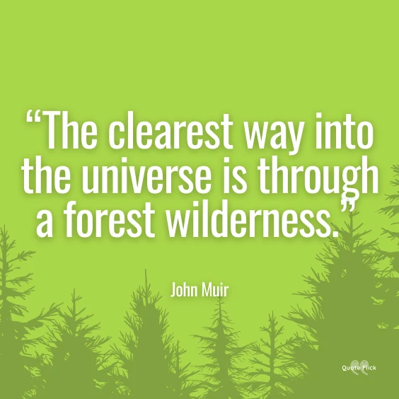 Quotes about woods and forests