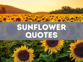 75 Sunflower Quotes