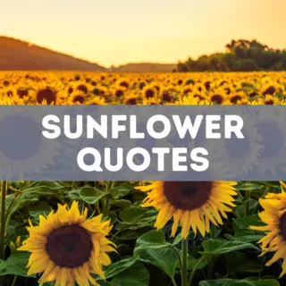 75 Sunflower Quotes