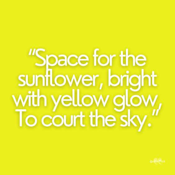Quotations on sunflower