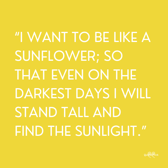 sunflower inspirational quotes