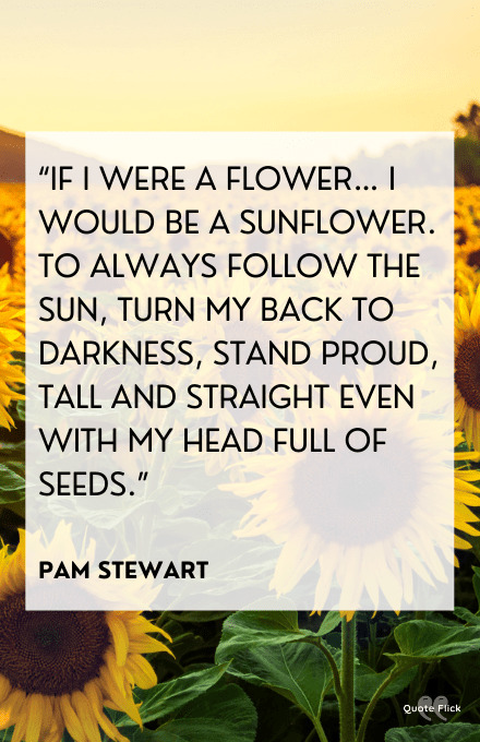 sunflower saying