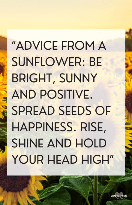 Sunflowers quotes