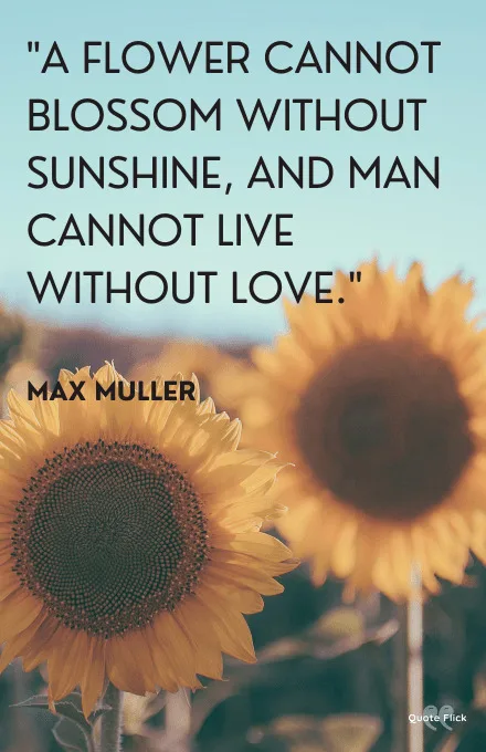 Sunshine love quotes