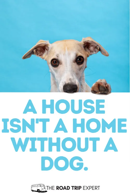 cute dog captions