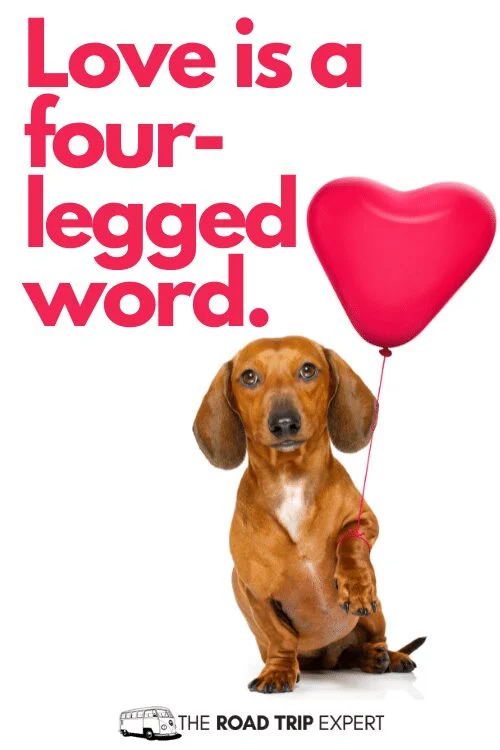 dog captions for instagram