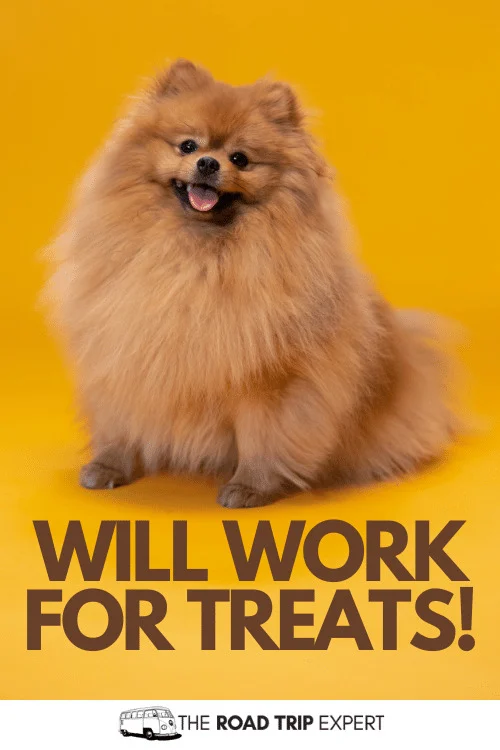 dog captions