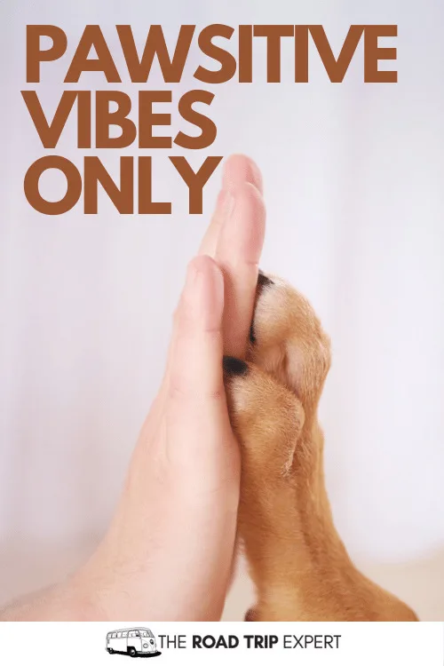 dog instagram captions