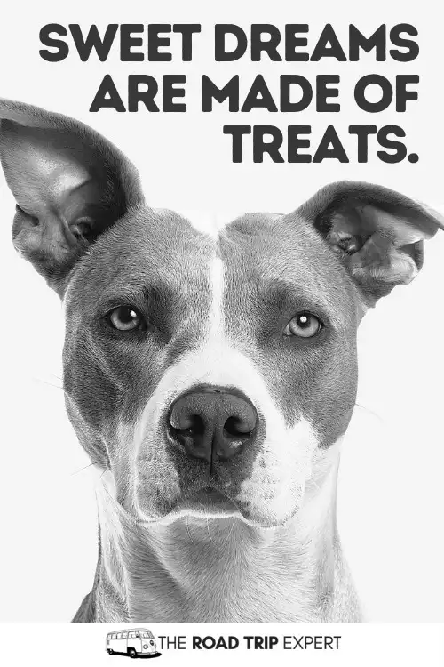 dog quotes for instagram