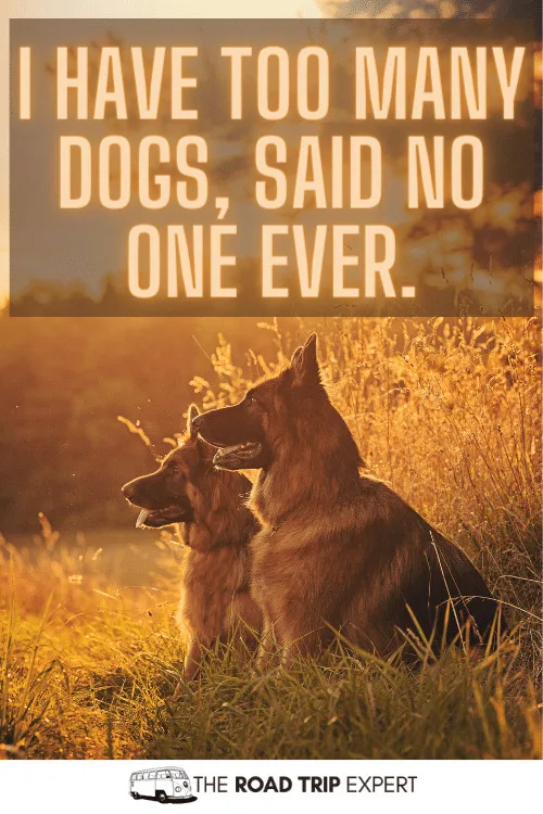 funny dog captions for instagram