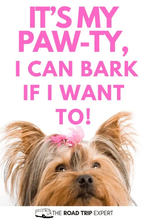 funny dog captions