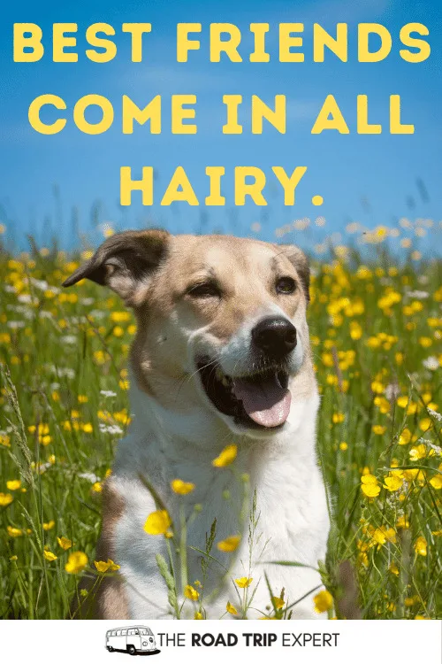 funny dog quotes for instagram