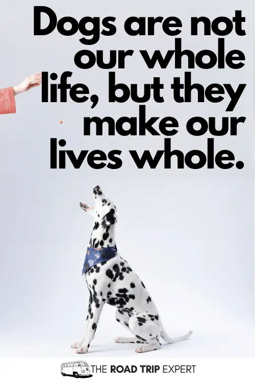 instagram dog captions