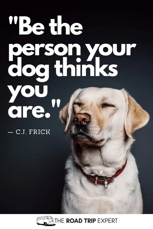 short dog captions for instagram