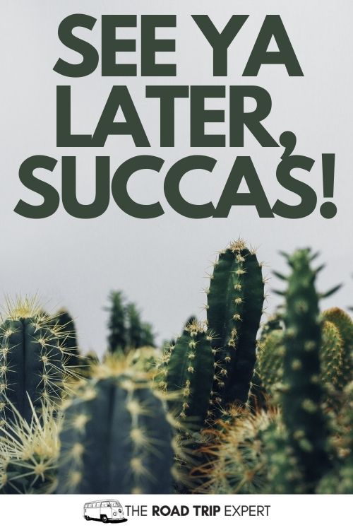 palm springs sayings