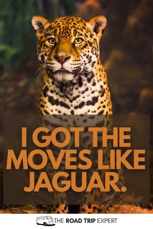 zoo captions for instagram