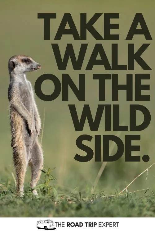 zoo instagram captions