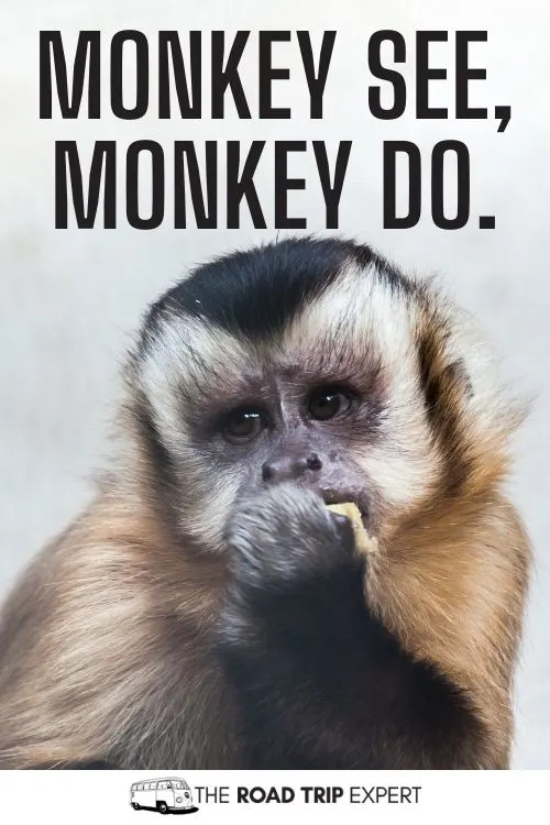 zoo instagram quotes