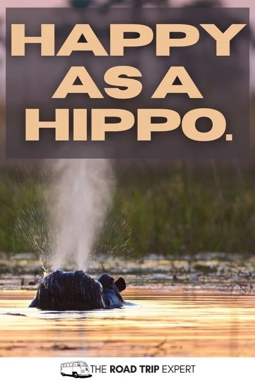 zoo puns for instagram