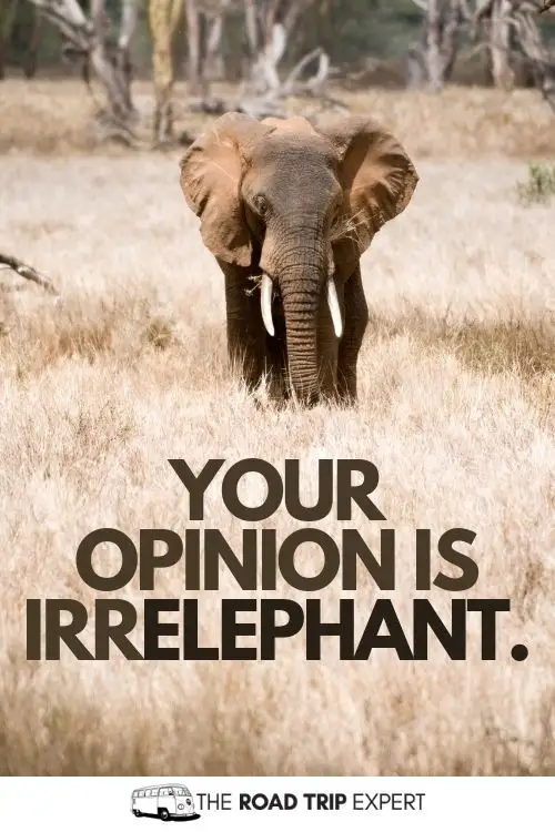 zoo quotes for instagram