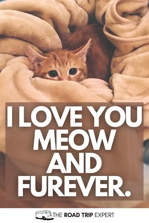 Cat Caption