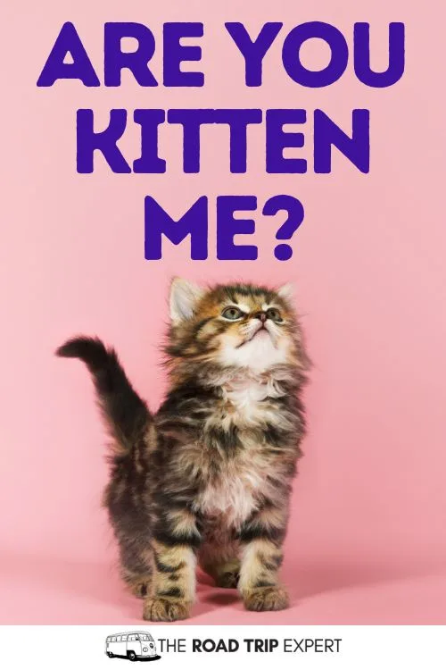 Cat Captions for Instagram