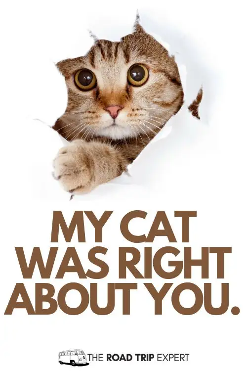 Cat Captions