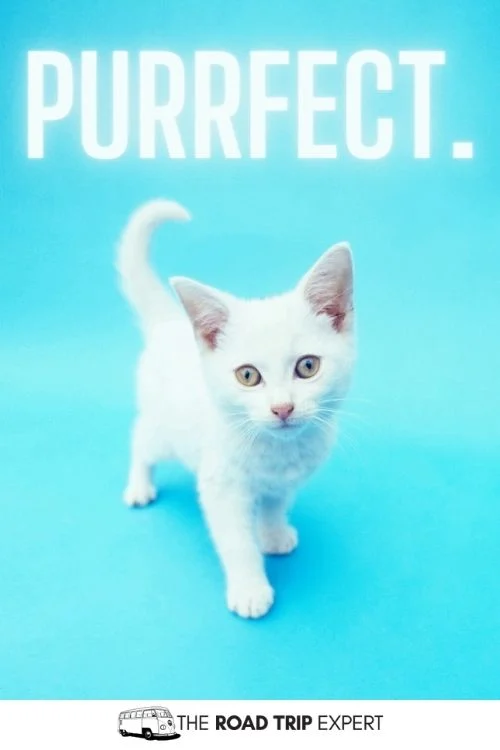 Cat Instagram Captions