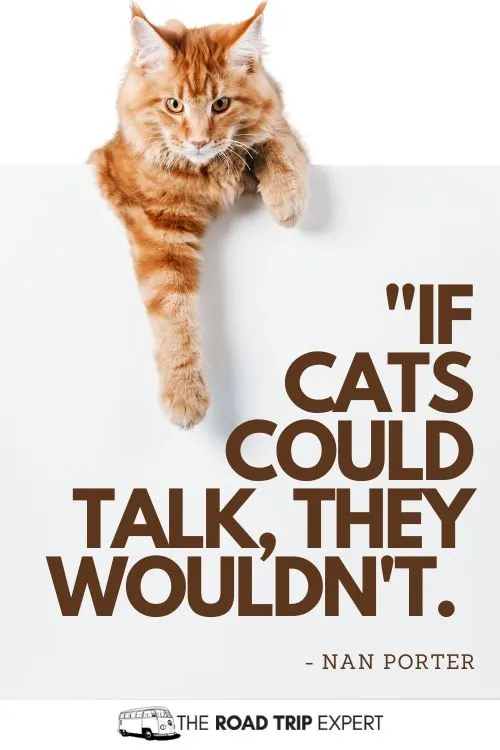 Cat Instagram Quotes