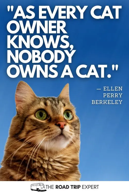 Cat Quotes for Instagram