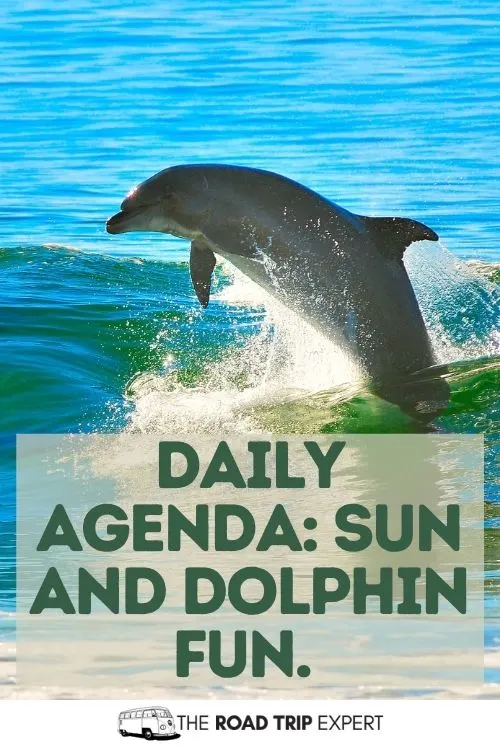 Dolphin Captions for Instagram