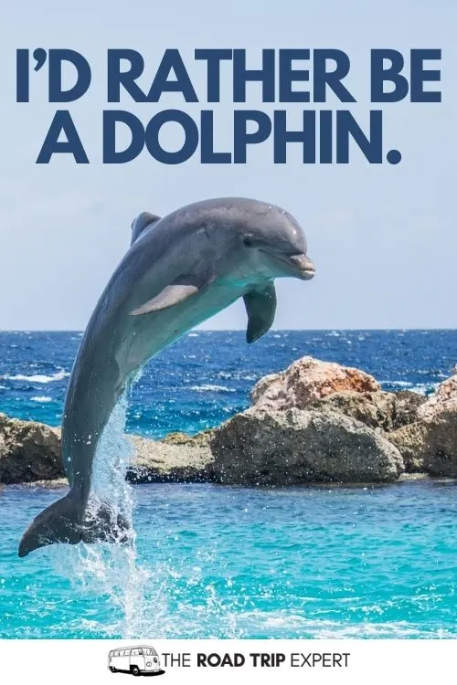 Dolphin Instagram Captions